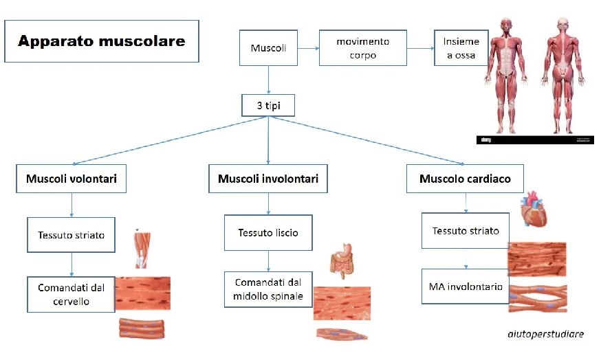 Tipologia di muscoli