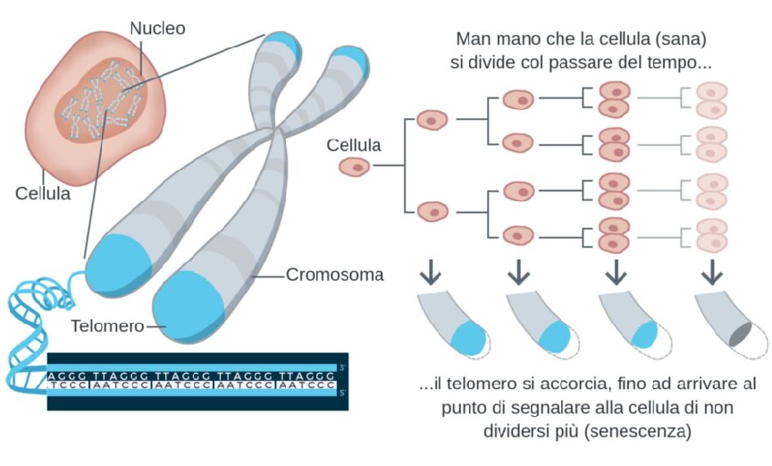 telomeri e replicazione cellulare