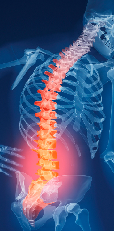 Collagene e Osteoporosi